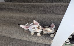 Devon Rex cats for sale: Two cuddlebugs- literally sticker cats available❤️ - Image 2