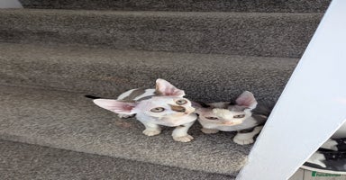 Devon Rex cats - Advert 15