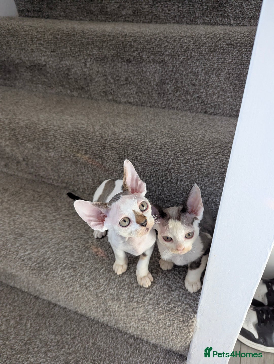Devon Rex cats for sale: Two cuddlebugs- literally sticker cats available❤️ - Image 2