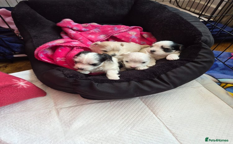 Morkie dogs - Advert 2