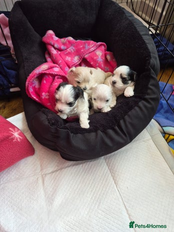Morkie dogs - Advert 2