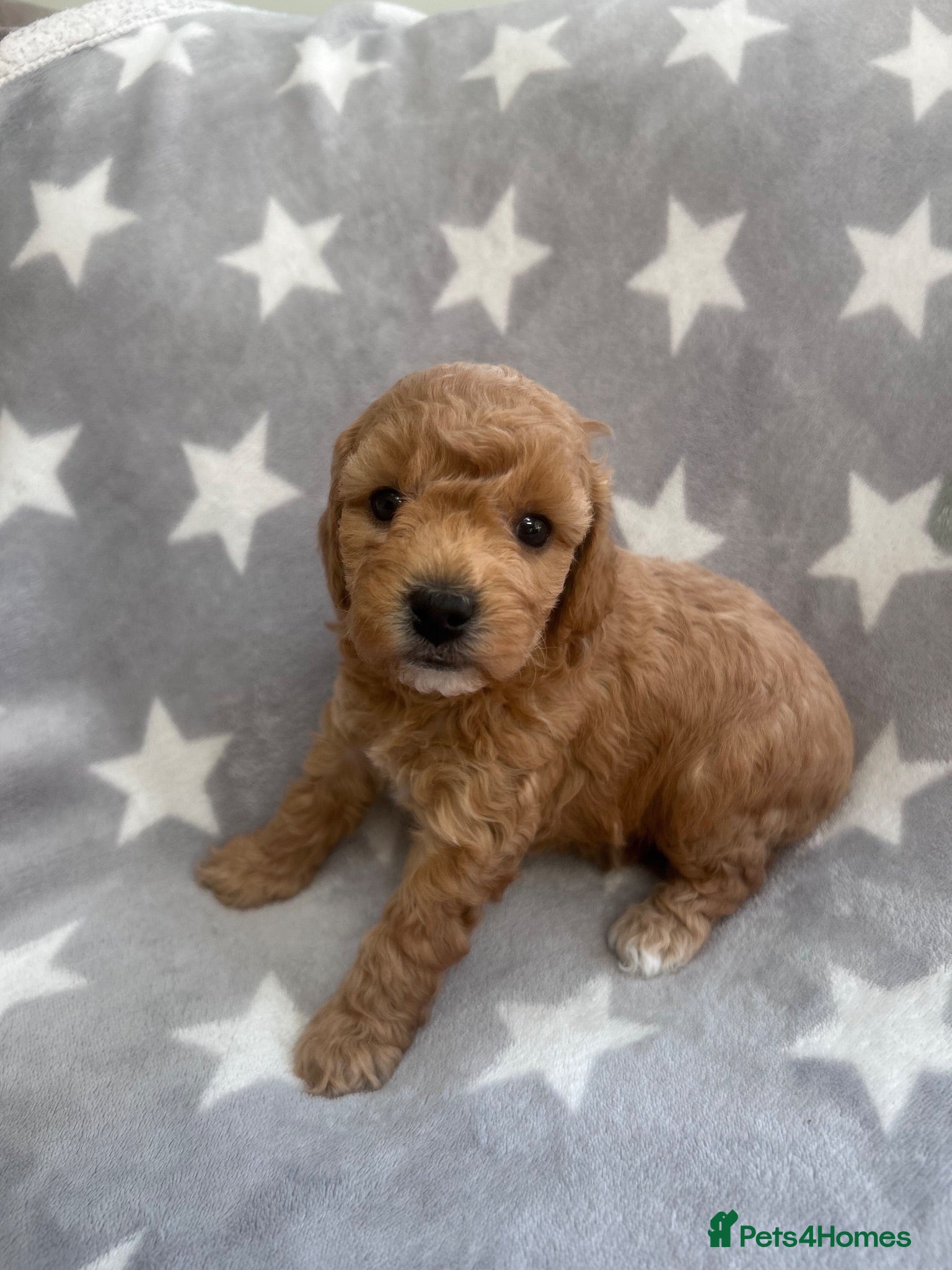 Cavapoo dogs 2 LEFT F1BB Cavapoo pups. - Advert 2
