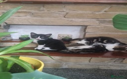 Mixed Breed cats for sale: 🐾 Three Charming Gentlemen Looking for Homes! 🐾 - Image 2