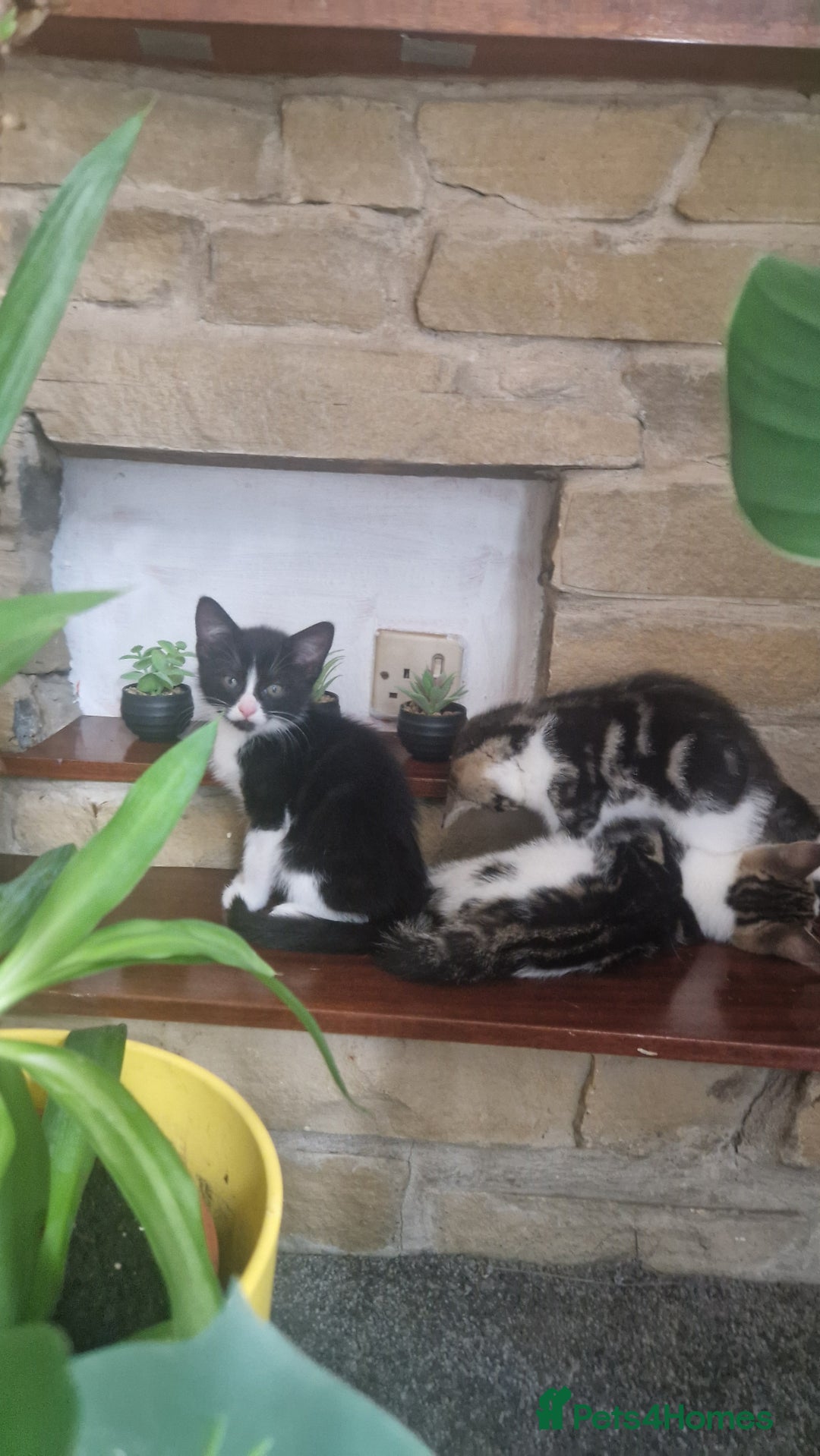 Mixed Breed cats for sale: 🐾 Three Charming Gentlemen Looking for Homes! 🐾 - Image 2