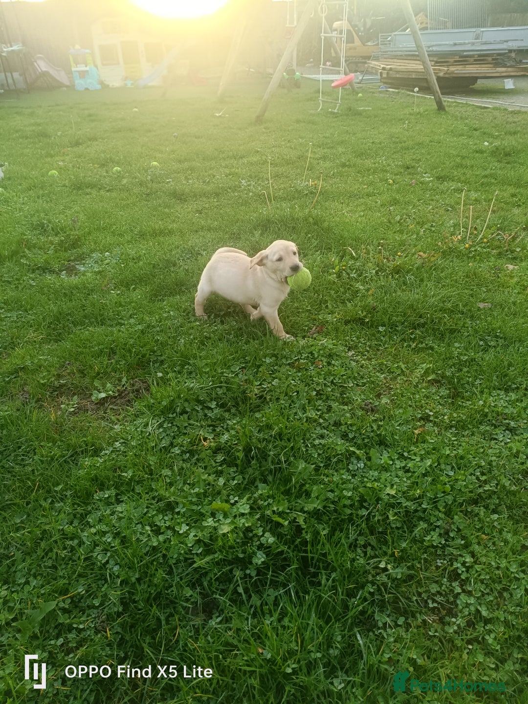 Labrador Retriever dogs for sale: Labrador puppies - Image 8