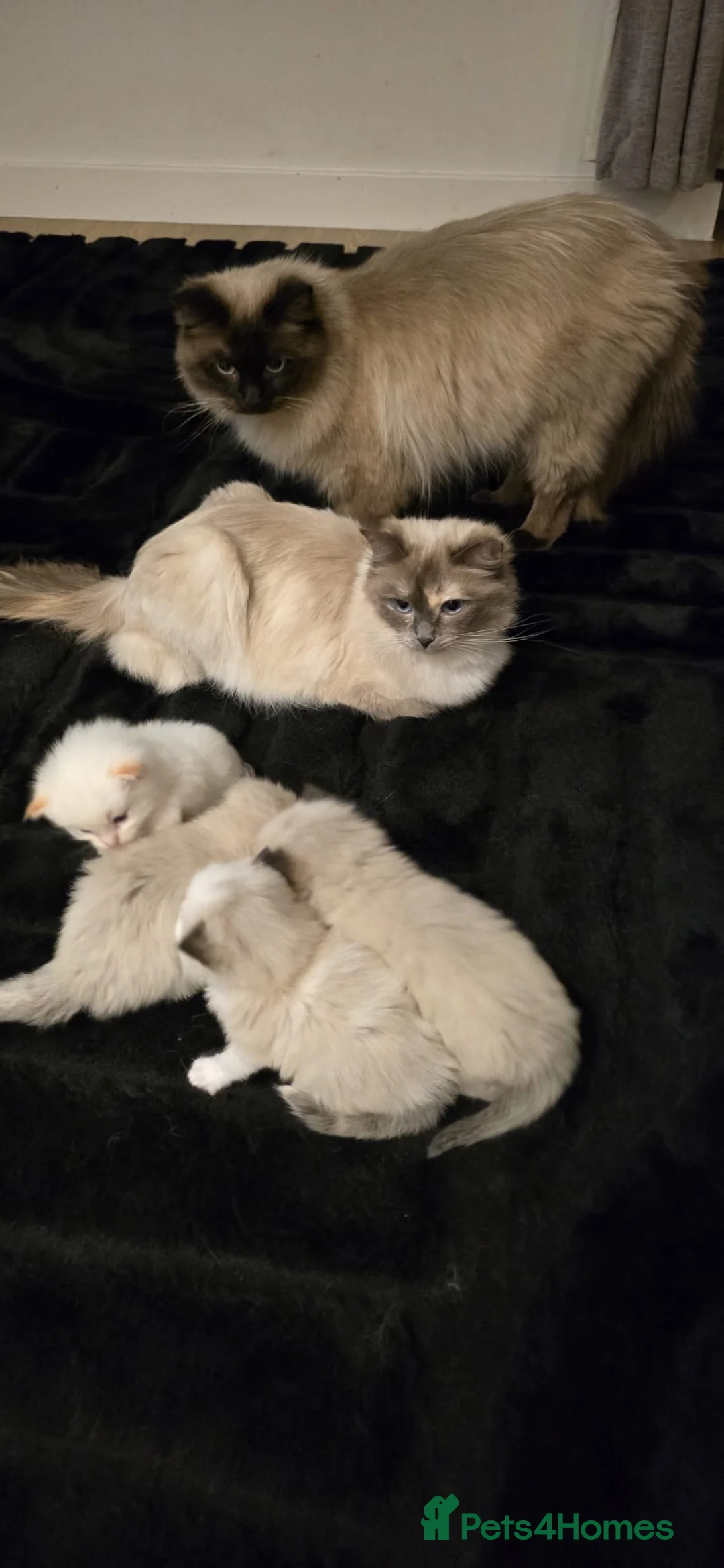 Ragdoll cats for sale: Beautiful Pure Ragdolls  - Advert 2
