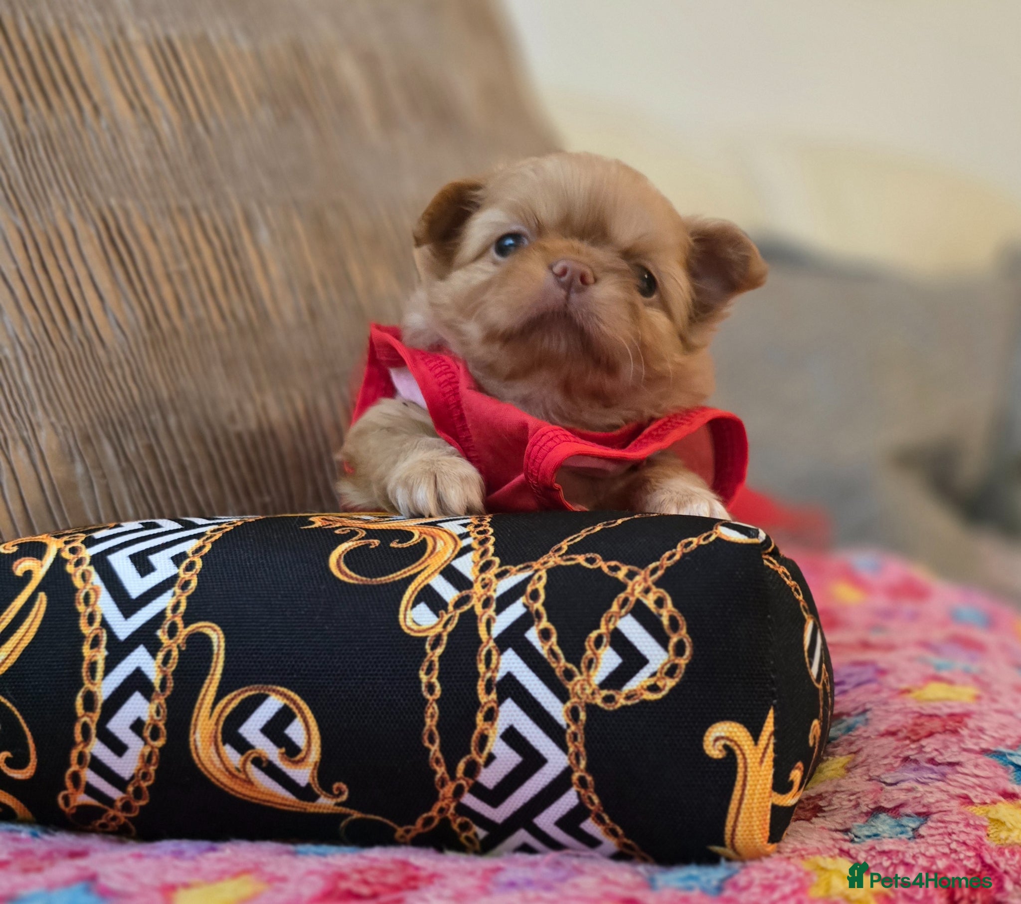Chihuahua dogs for sale: Xx stunning kc chihuahua longcoat puppies Xx - Advert 18