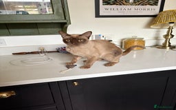 Burmese cats for sale: Burmese pedigree  - Image 3