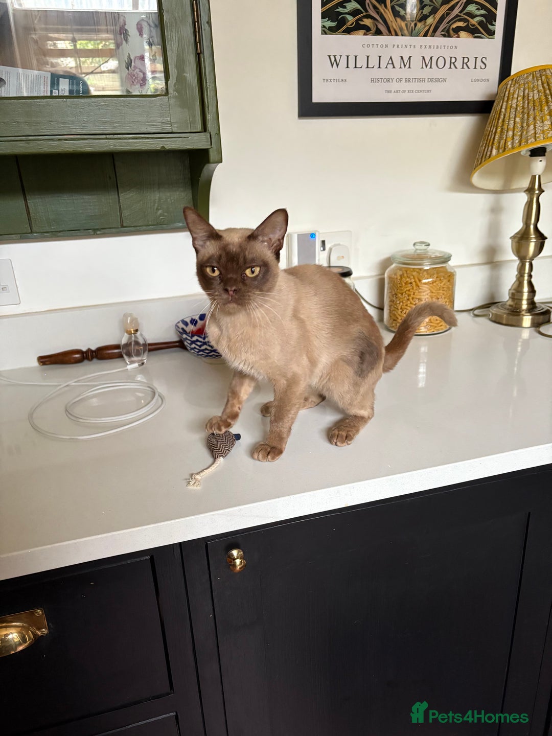 Burmese cats for sale: Burmese pedigree  - Image 3