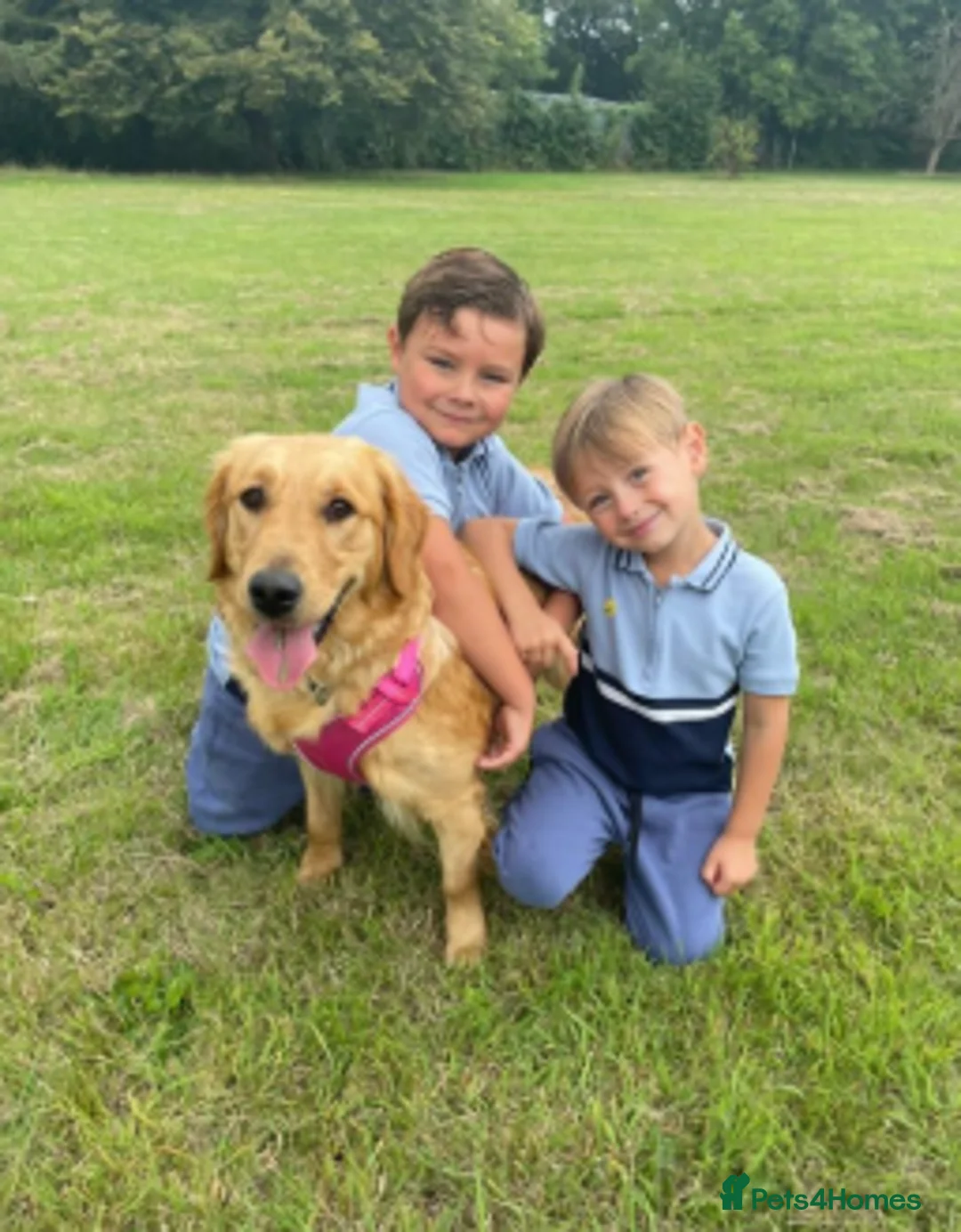 Golden Retriever dogs for sale: Beautiful Golden Retriever Girl - Advert 4