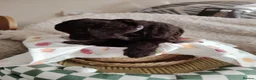 Mixed Breed dogs for sale: CockerJack Doodles  in Norwich - Advert 28