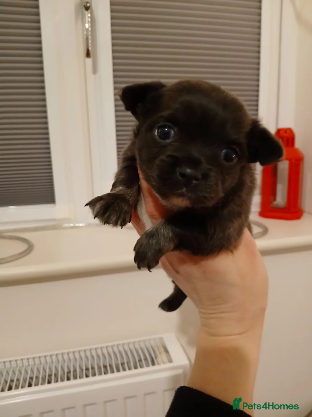 Chihuahua dogs for sale: Last little boy - Advert 2