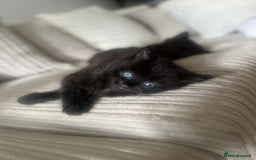 Turkish Angora cats for sale: 2 Beautiful Turkish Angora X Persian Kittens - Image 7