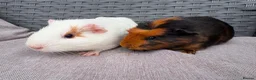 Guinea Pig rodents for sale: Sows and Trio of Boars  - Advert 16