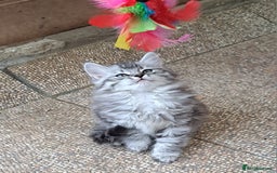 Siberian cats for sale: Stunning litter of Siberian x kittens - Image 9