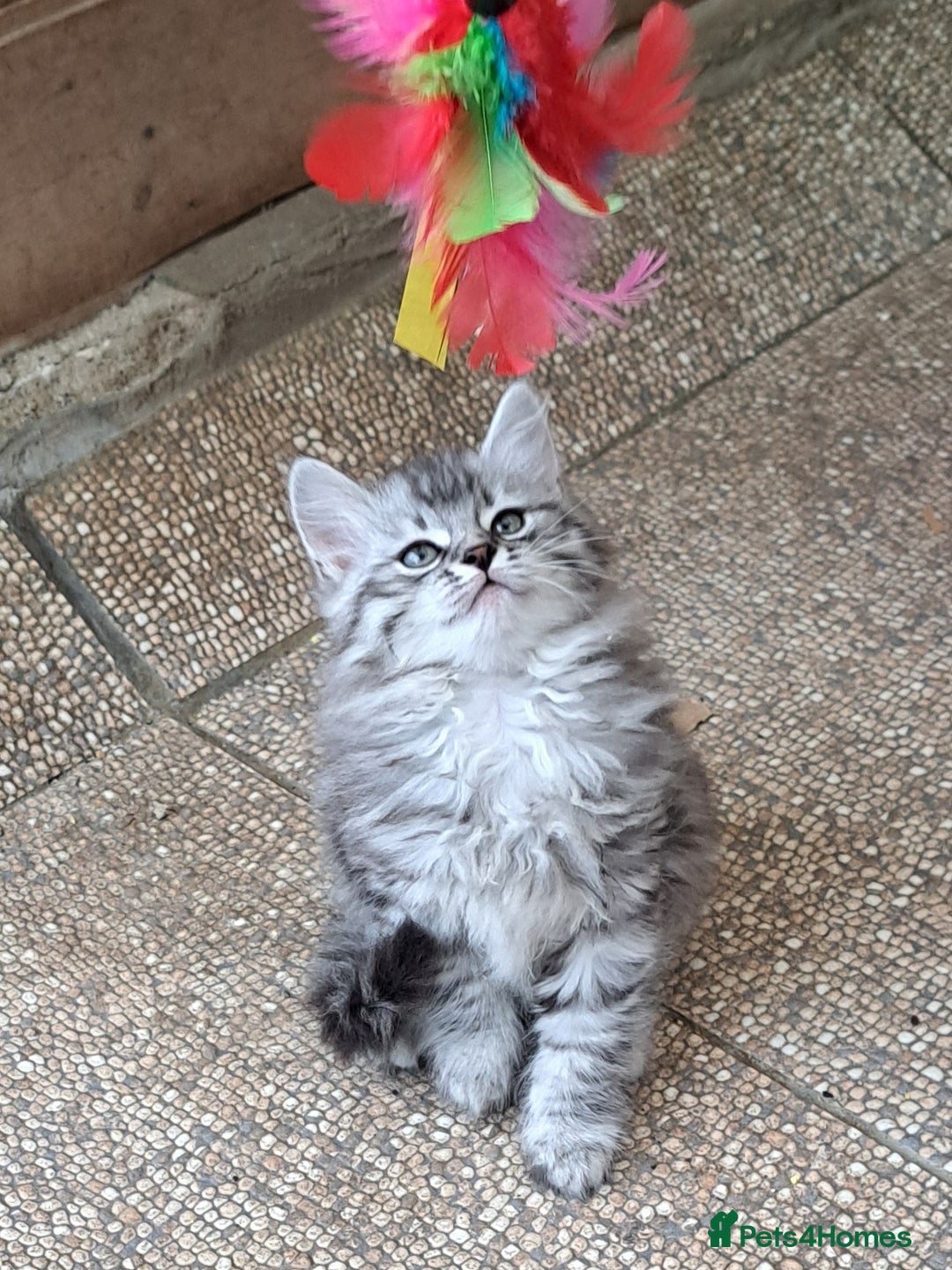 Siberian cats for sale: Stunning litter of Siberian x kittens - Image 9