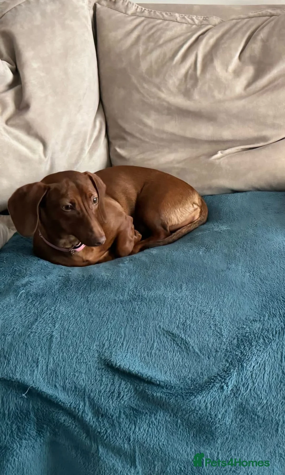 Dachshund dogs for sale: SYDNEY FEMALE DACHSHUND  - Advert 1