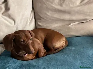 Dachshund dogs SYDNEY FEMALE DACHSHUND - Advert 5