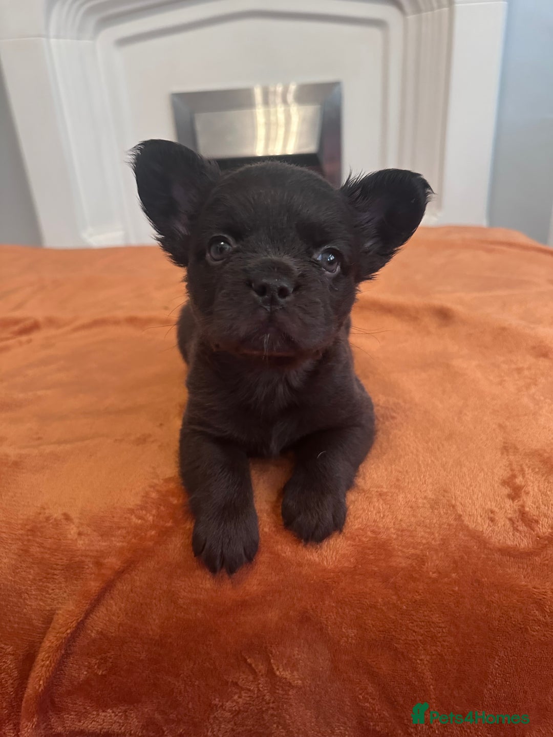 French Bulldog dogs for sale: Fluffy FrenchBulldogs - Image 20