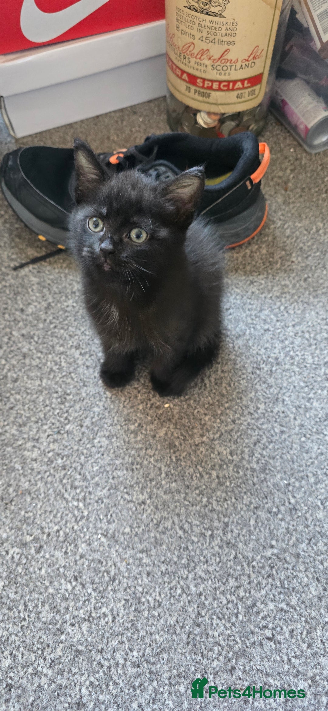 British Longhair cats for sale: Male black kitten white patch on  - Image 1