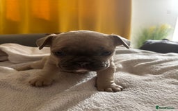 French Bulldog dogs for sale: Adorable French bulldog puppies for sale - Image 24