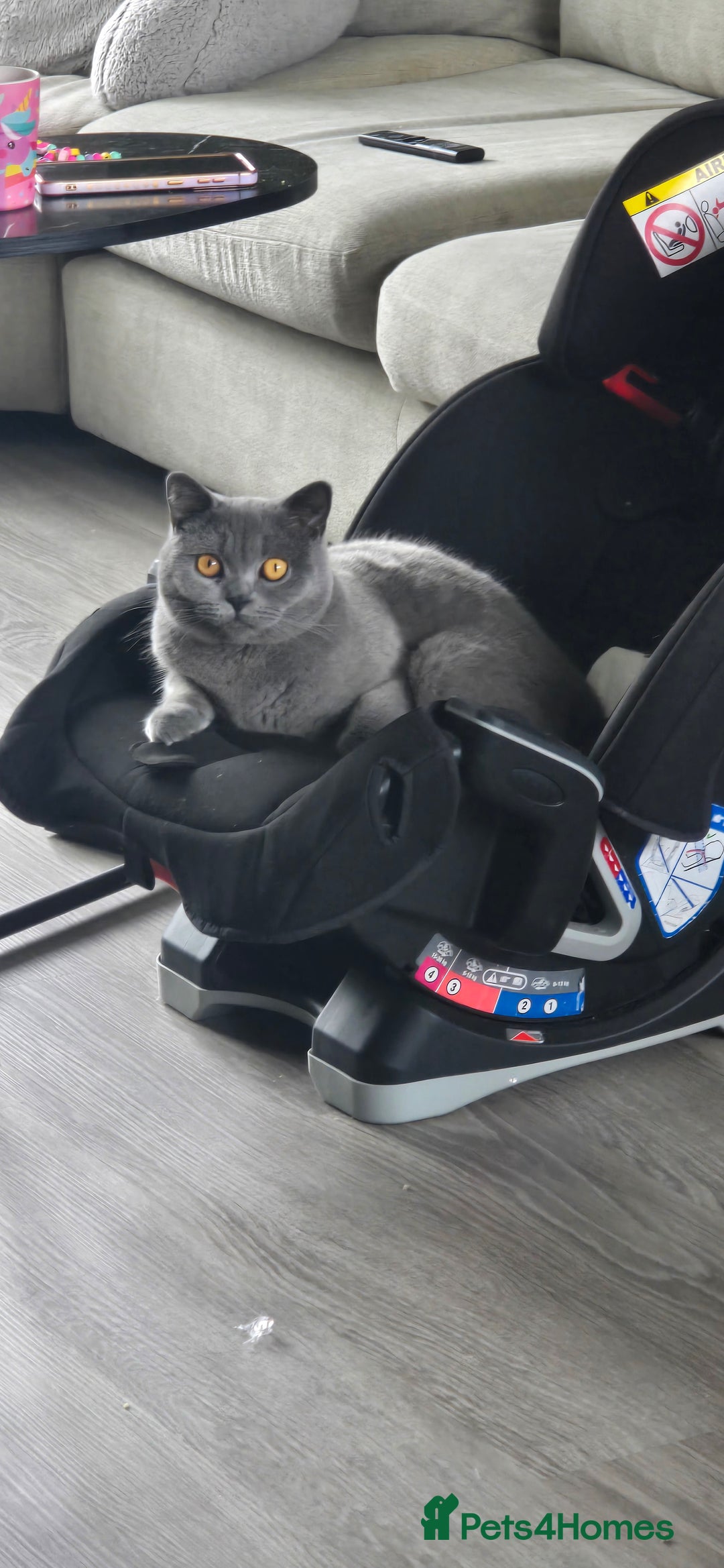 British Shorthair cats for sale: Storm and Cosmo  - Image 4