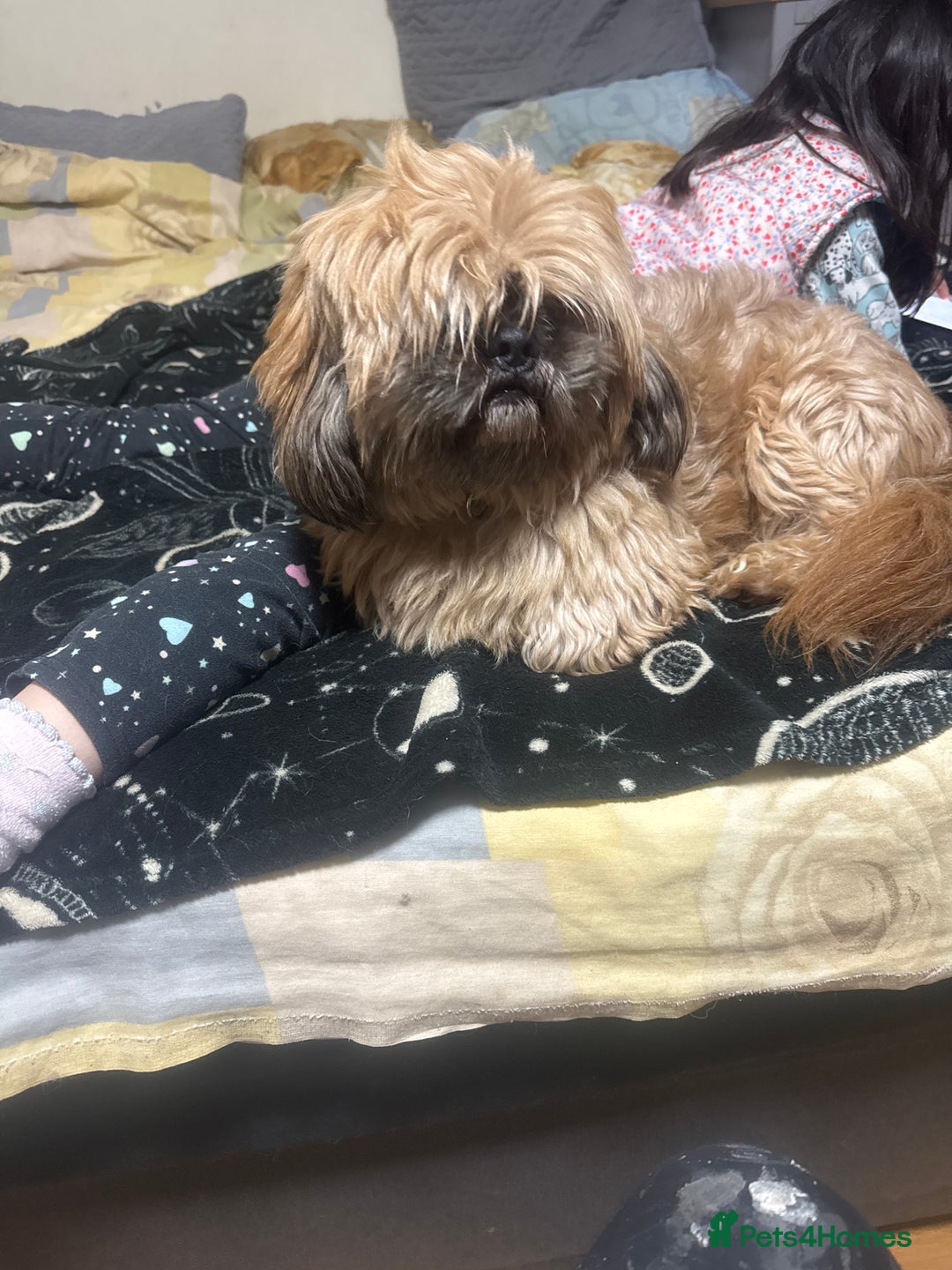 Shih Tzu dogs for sale: Puppy  - Image 3