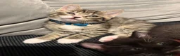 Ragcoon cats for sale: RAGCOON (sealpoint ragdoll mum-dad -Mainecoon) - Advert 7