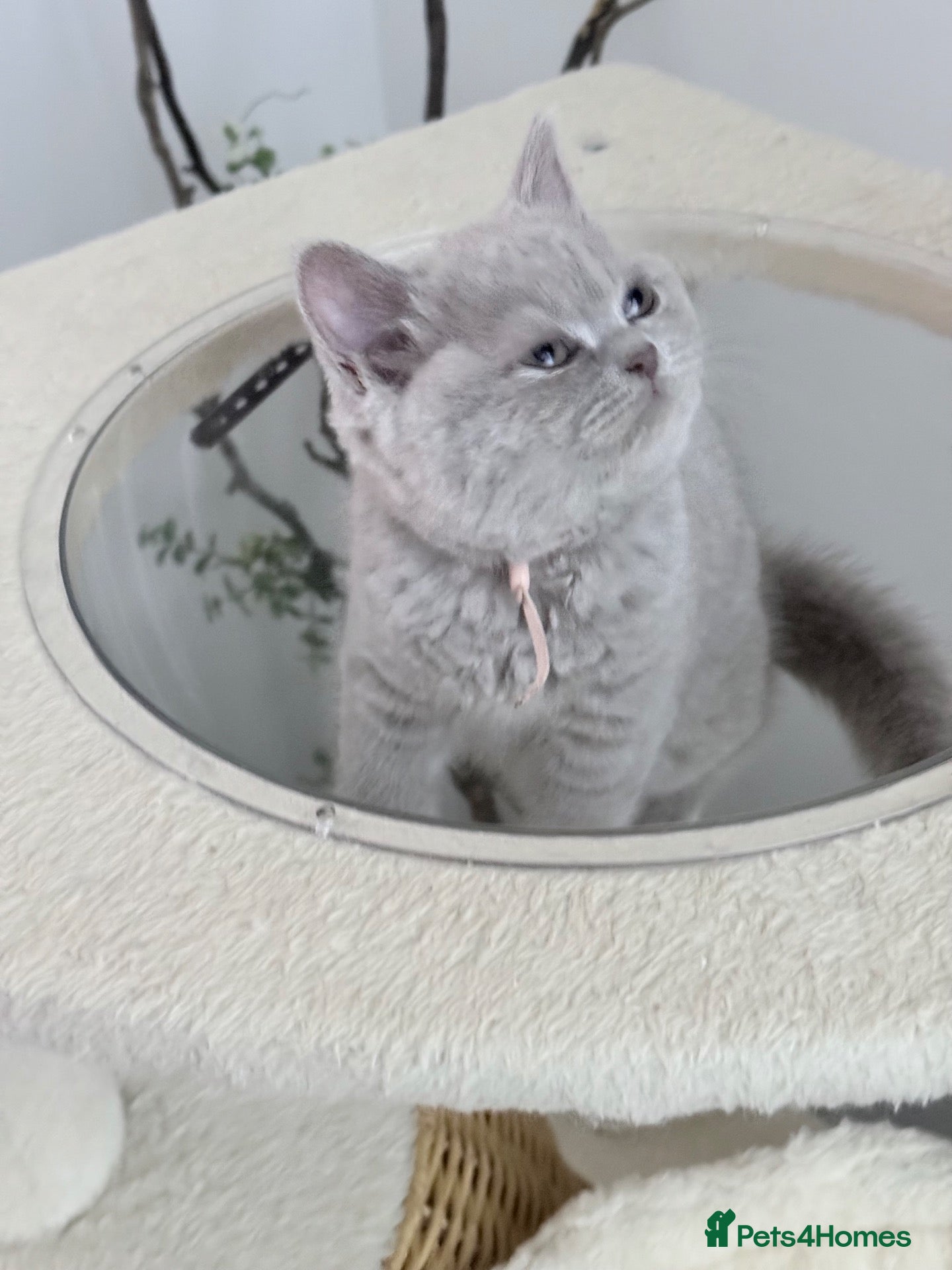 British Shorthair cats for sale: 100% PURE BSH GIRLS champion show quality  - Advert 1