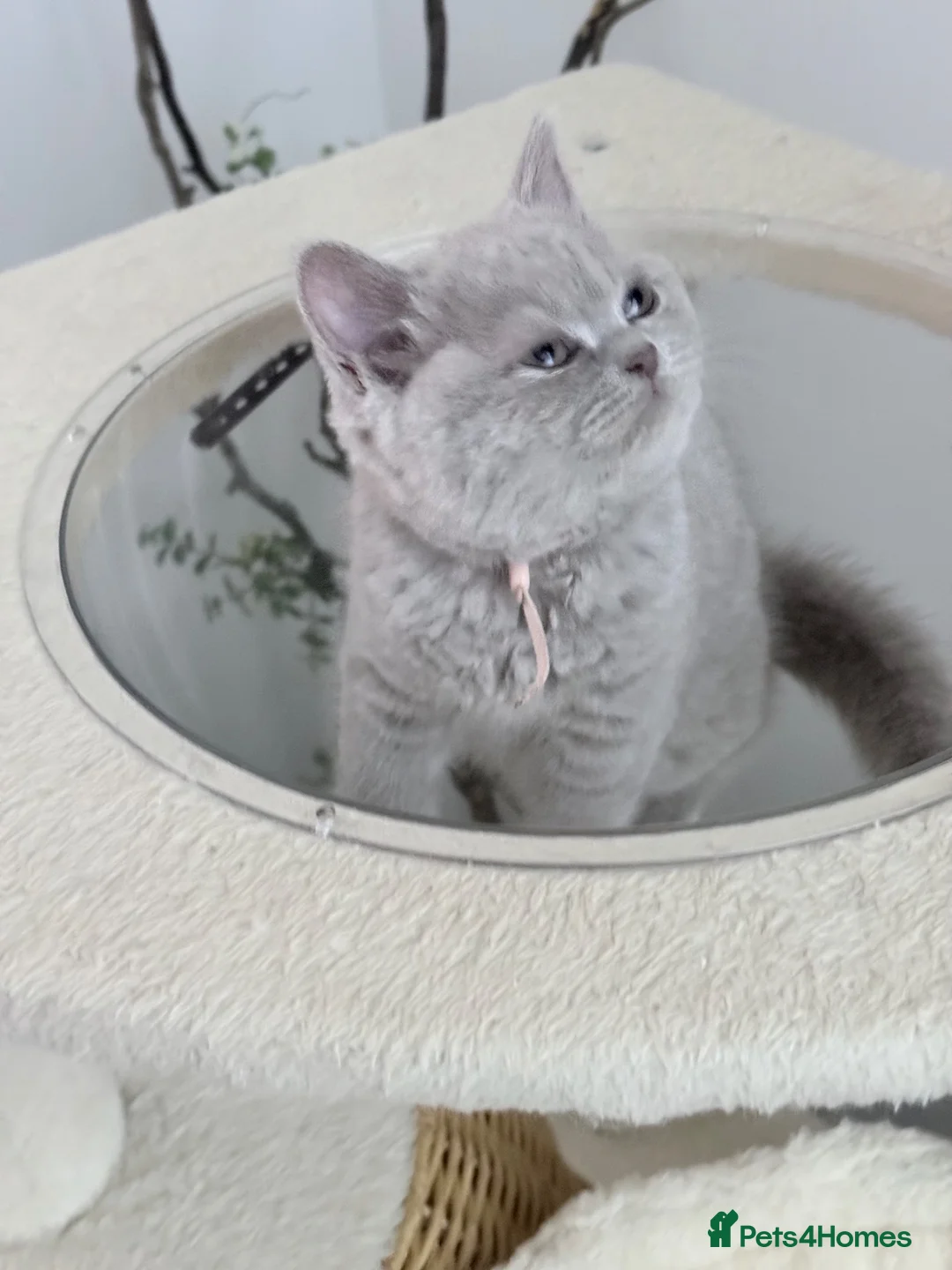 British Shorthair cats for sale: 100% PURE BSH GIRLS champion show quality  - Advert 1