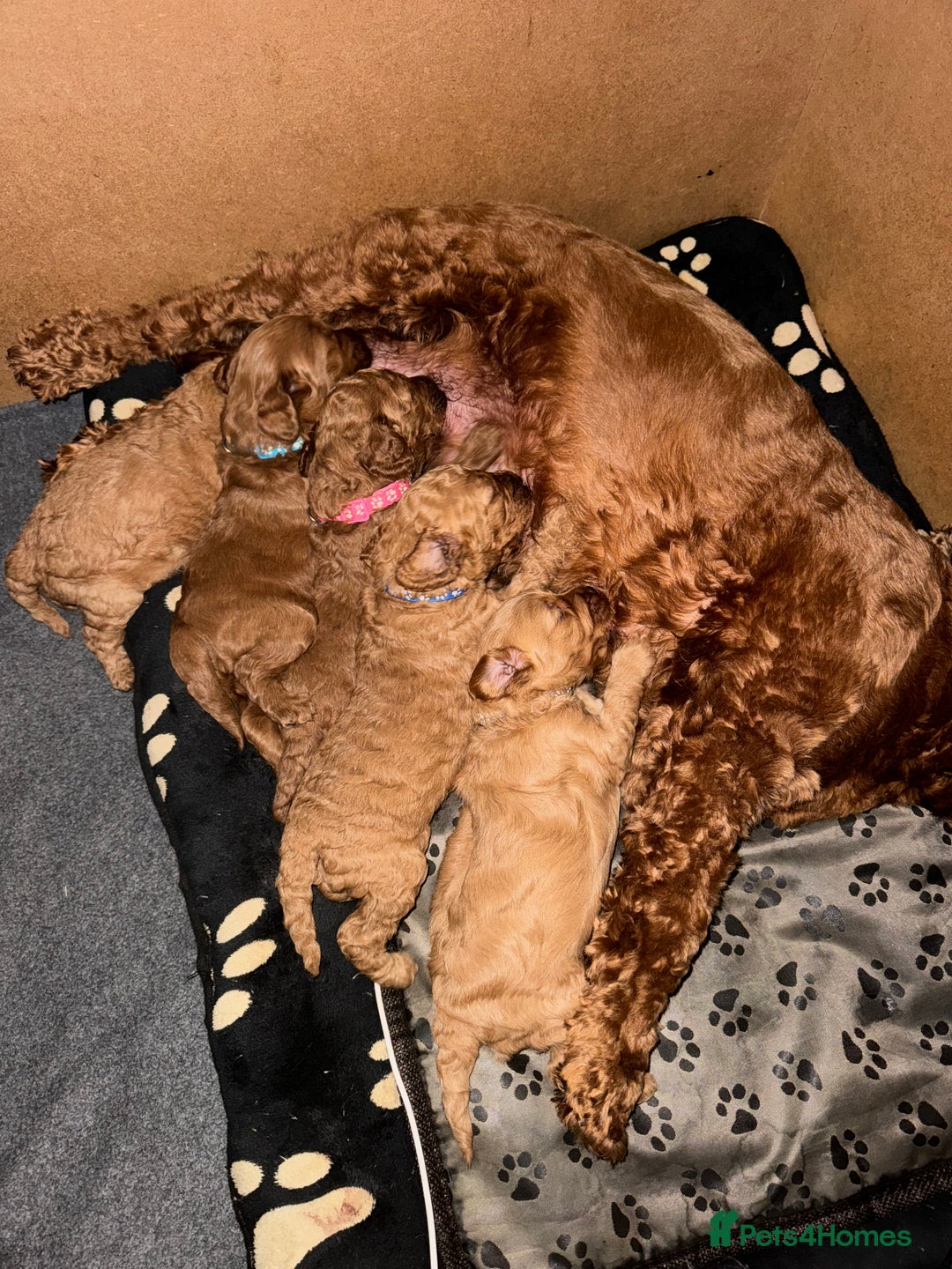 Cockapoo dogs for sale: Beautiful cockapoo puppies  - Advert 7