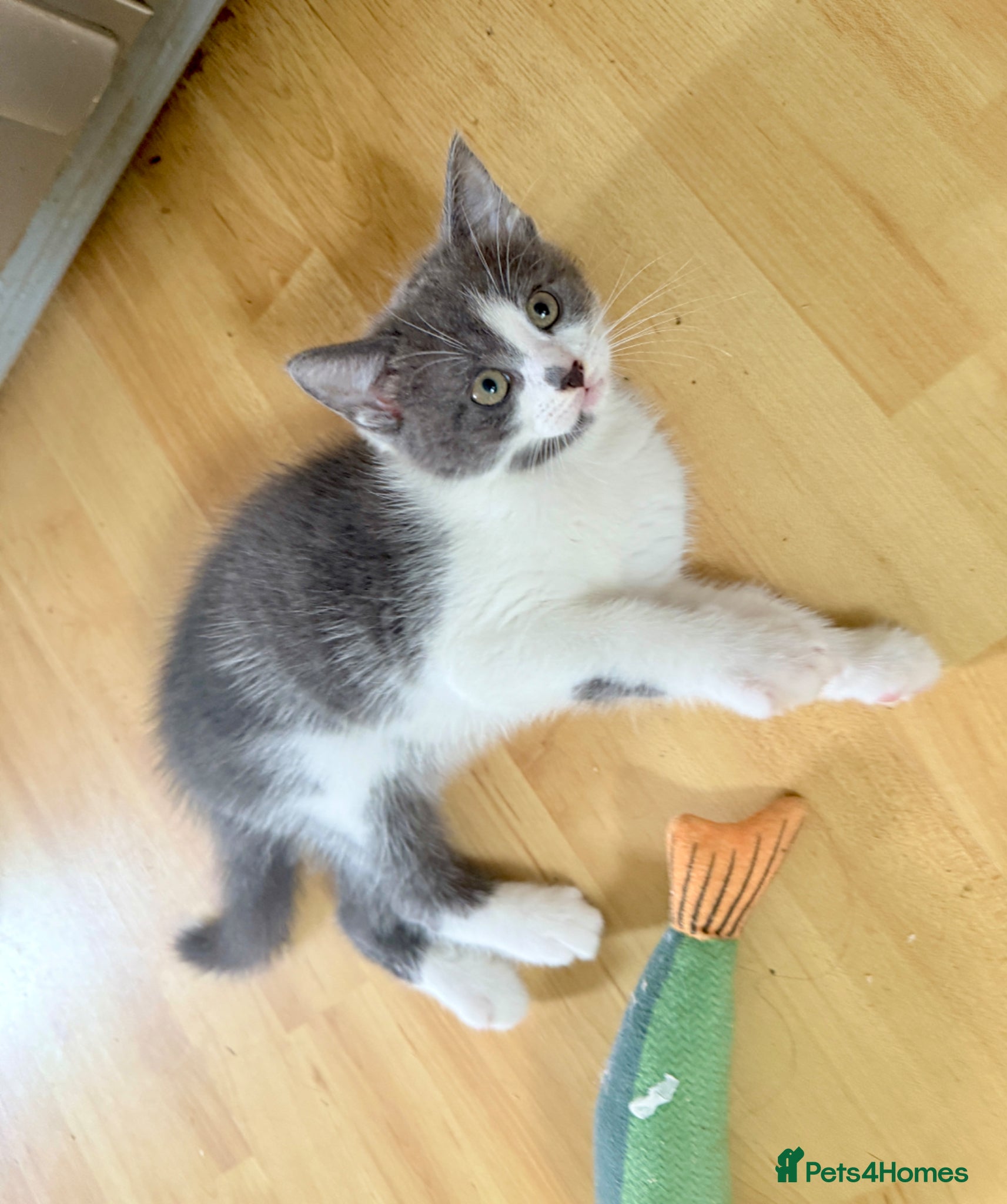 Mixed Breed cats ⭐️ 2 MALE Kittens LEFT⭐️ - Advert 13