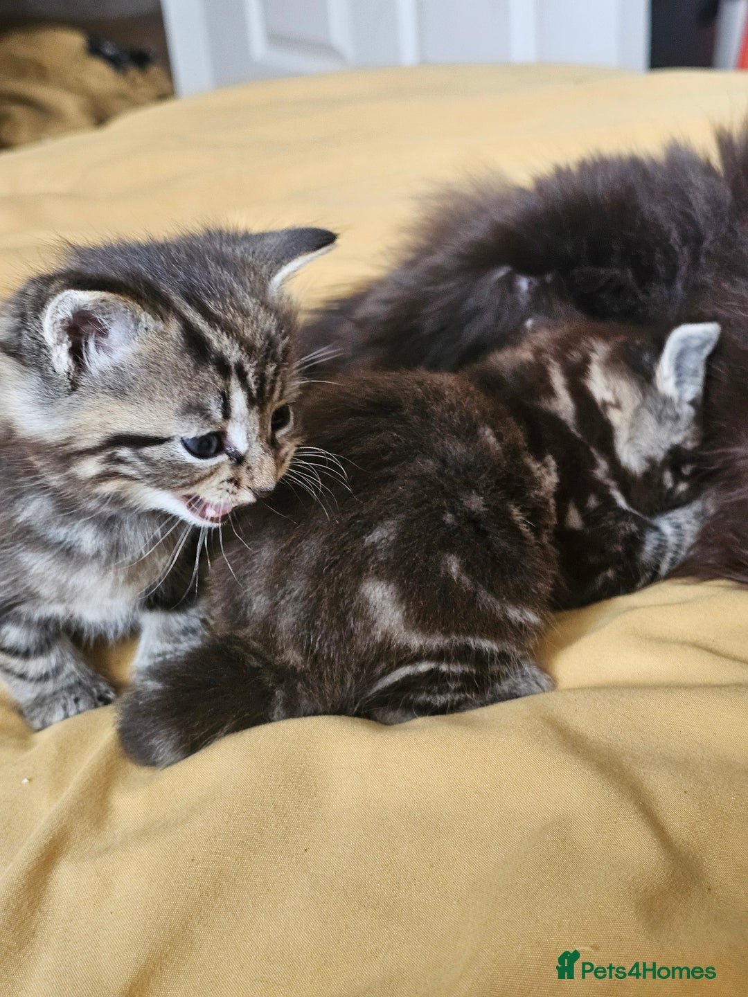 Toybob cats for sale: Bengal / Ragdoll  - Image 9