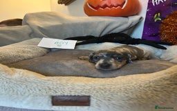 Dachshund dogs for sale: 2 beautiful  girls dachshund puppies available  - Image 9