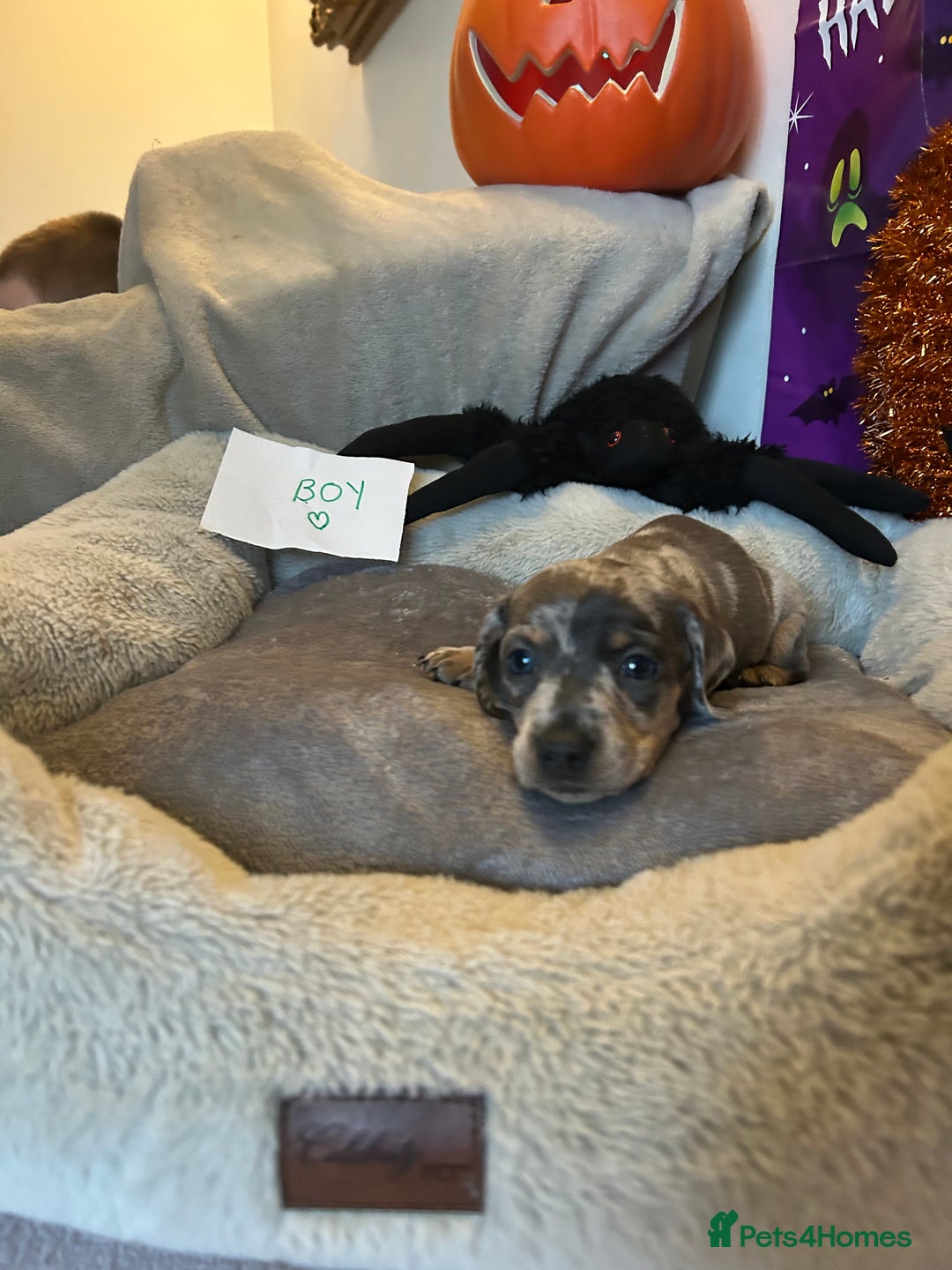 Dachshund dogs for sale: 2 beautiful  girls dachshund puppies available  - Image 9