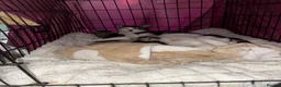 Mixed Breed cats for sale: Three kittens ready for rehoming  - Advert 1