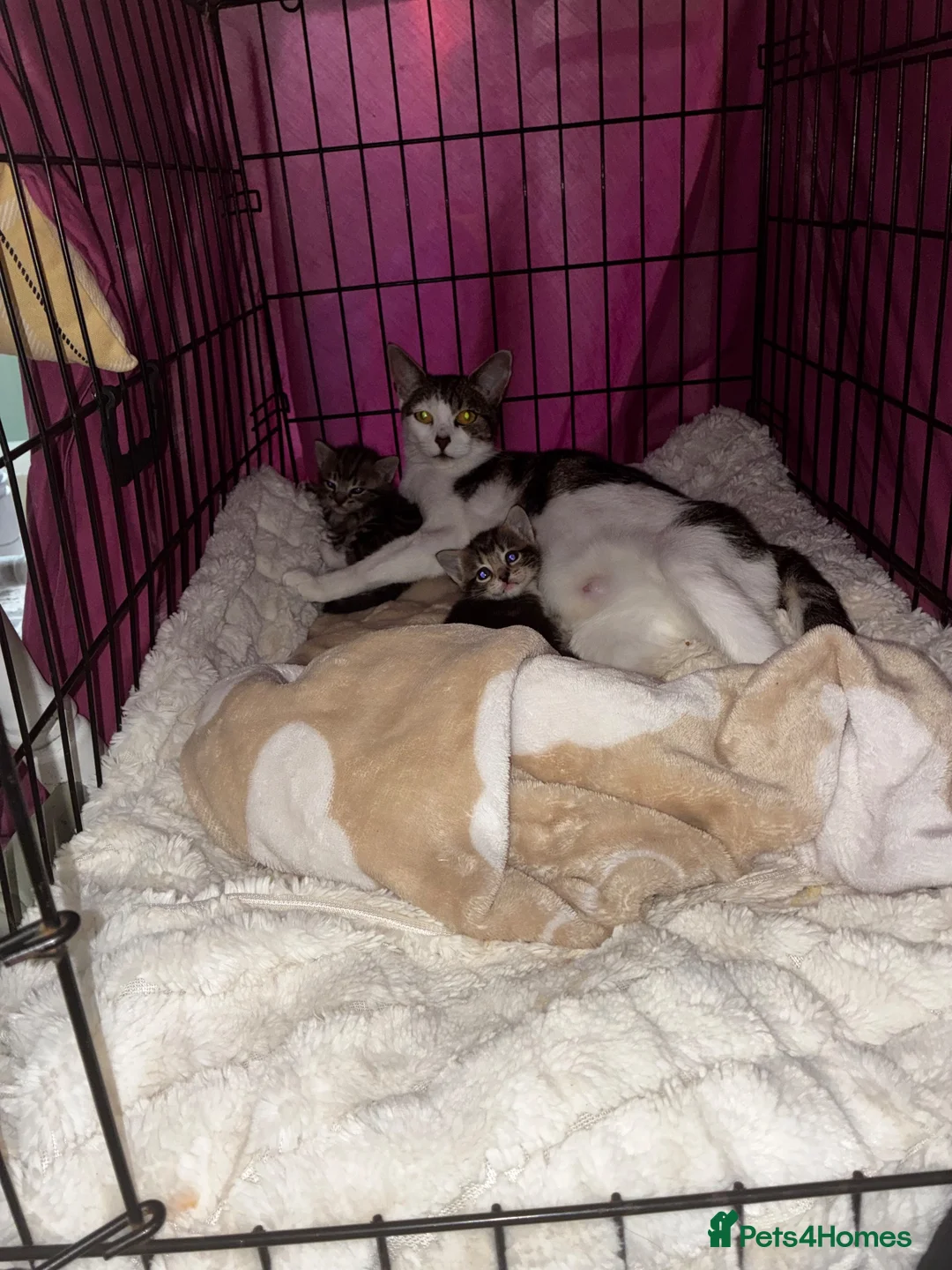 Mixed Breed cats for sale: Three kittens ready for rehoming  - Advert 1