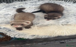 Ferret rodents for sale: 2 Loving Sisters for Sale! (Both Go Together) - Image 1