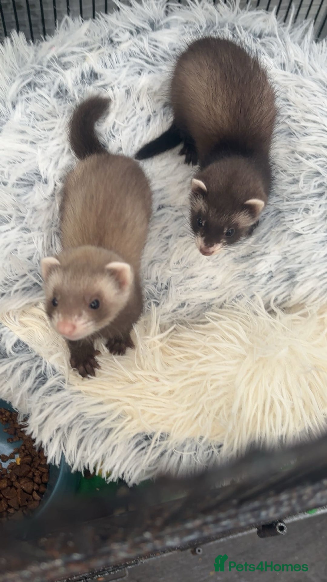 Ferret rodents for sale: 2 Loving Sisters for Sale! (Both Go Together) - Image 1