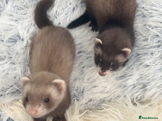 Ferret rodents for sale - Advert 1
