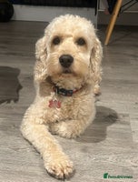 Mixed Breed dogs - Advert 15