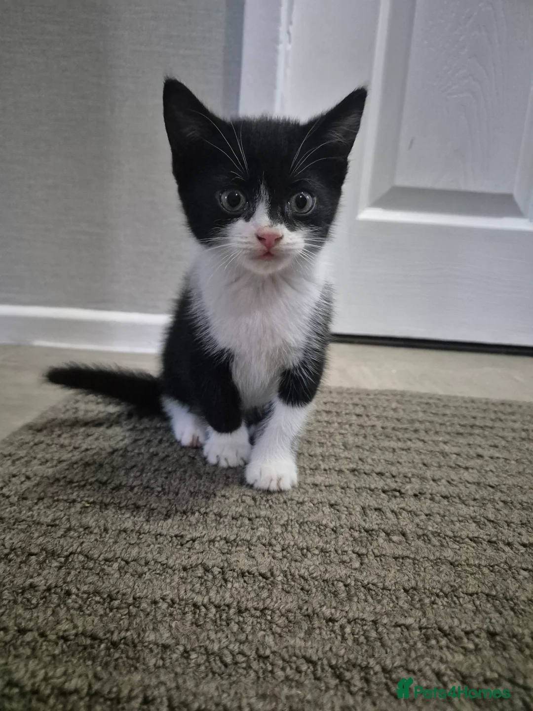 Mixed Breed cats for sale: Two kittens still looking for their forever home - Advert 3