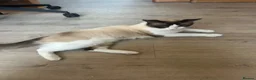 Ragdoll cats for sale: Sealpoint Ragdoll in Camborne - Advert 3