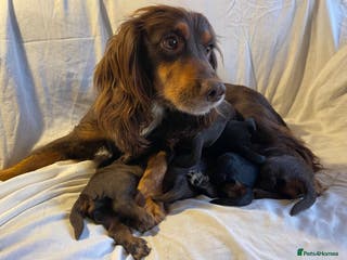 Cocker Spaniel dogs Cocker Spaniel puppies - Advert 17