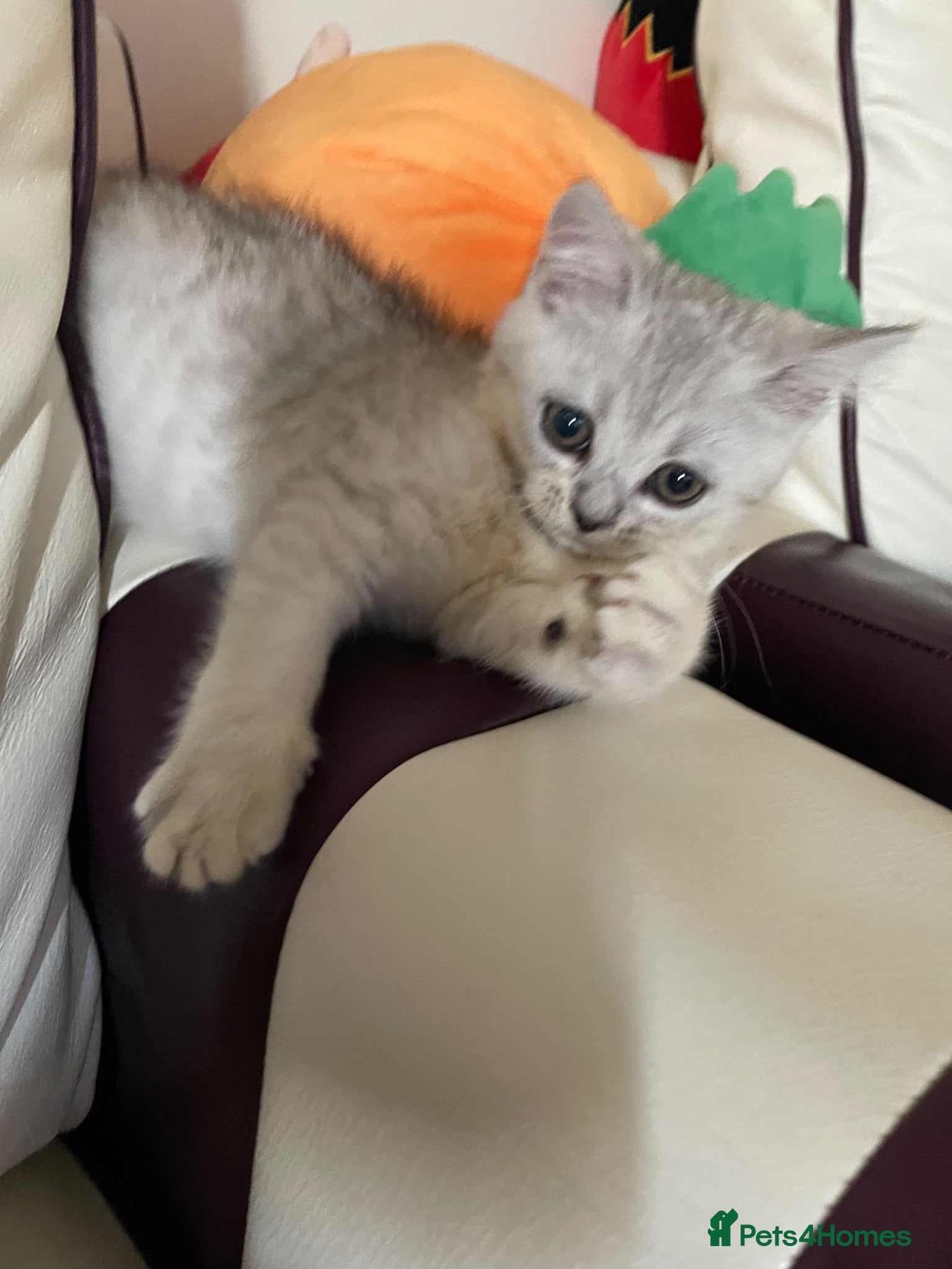 British Shorthair cats British Blue Shorthair Silver Tabby kittens - Advert 2