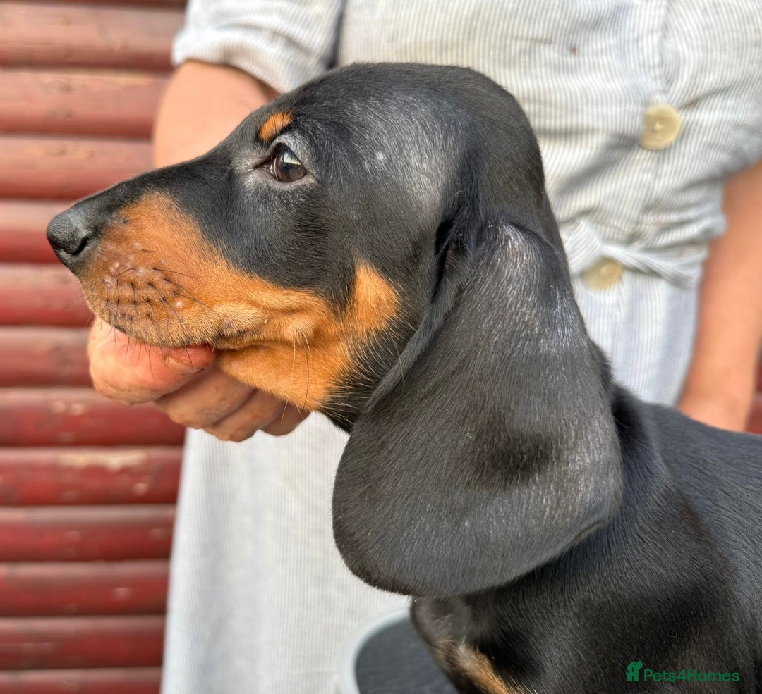 Dachshund dogs for sale: champion bred dachshunds  - Image 13
