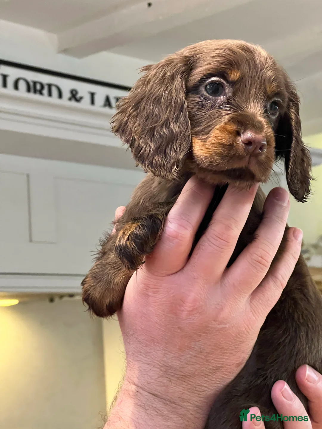 Cocker Spaniel dogs for stud: Proven Stud - Working Cocker Spaniel in Middlewich - Advert 32