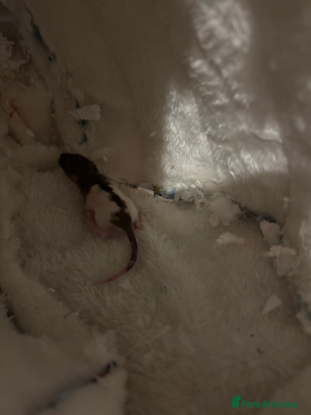Rat rodents for sale: BABY RATS FOR SALE ( end of jan / start of feb) - Advert 12