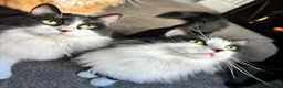 Mixed Breed cats for sale: Twin kitties looking for home - Advert 5