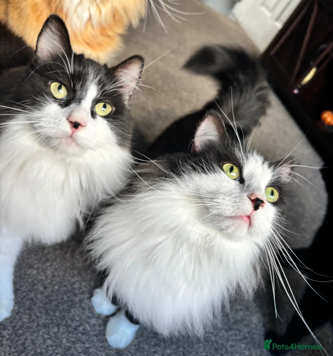 Mixed Breed cats for sale: Twin kitties looking for home - Advert 5